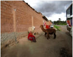 Cusco, ein Indio wartet auf Touristen